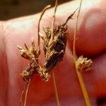 Cyperus laevigatus Плід