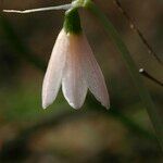 Acis rosea Flower