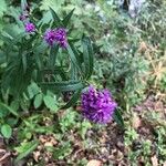Vernonia fasciculata പുഷ്പം