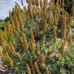 Echium virescens Habitat