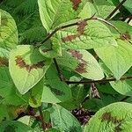 Persicaria virginiana Hoja