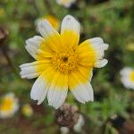 Glebionis coronaria Flors