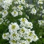 Armoracia rusticana Virág