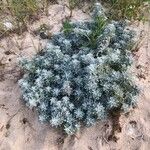 Artemisia stelleriana Hábito