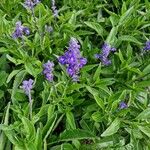 Salvia farinacea Цветок