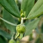 Simmondsia chinensis Λουλούδι