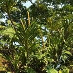 Grammatophyllum speciosum Lapas