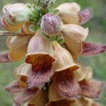 Digitalis ferruginea Blüte