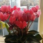 Cyclamen repandumBlüte