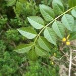 Fraxinus excelsiorFulla