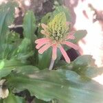 Veltheimia bracteata Кветка