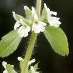 Marrubium alysson Flower