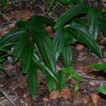 Dioscorea laxiflora Costuma