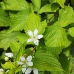 Rubus argutus 花
