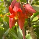Cotyledon orbiculata Flor