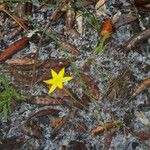 Hypoxis juncea Hábito