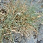 Festuca pallens Hoja