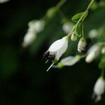 Boenninghausenia albiflora موطن