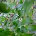 Asparagus asparagoides Blatt