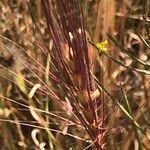 Taeniatherum caput-medusae Fula