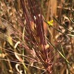 Taeniatherum caput-medusae Flower