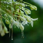 Millingtonia hortensis Λουλούδι