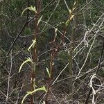 Salix rosmarinifolia Yaprak