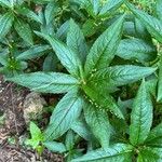 Mercurialis perennis Hoja
