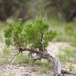 Juniperus monosperma Levél