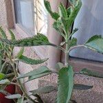 Kalanchoe daigremontiana Blad