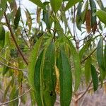 Vochysia haenkeana List