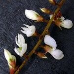 Nephrodesmus albus Kvet