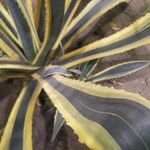 Agave americana Folha