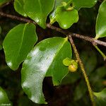 Diospyros flavocarpa Habitat