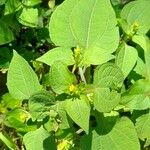 Sigesbeckia serrata عادت داشتن