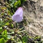 Soldanella pusilla 花