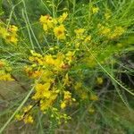 Parkinsonia aculeataFlower