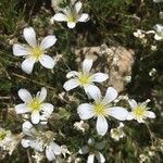 Minuartia laricifolia Flower