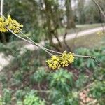 Cornus masFlor