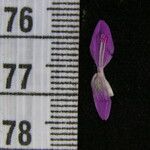 Dicliptera paniculata Diğer