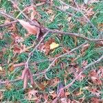 Betula ermanii Flower