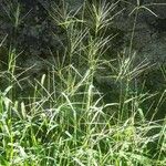 Digitaria ciliaris পাতা