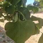 Erythrina lysistemon Levél