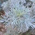 Artemisia arborescensBlad