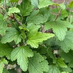 Ribes magellanicum Hoja