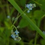 Myosotis arvensisFlors