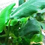 Anubias barteri Blatt