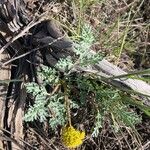 Cymopterus longipes Yeri