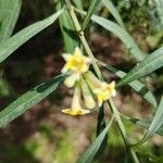 Freylinia lanceolata Blomst