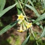 Freylinia lanceolata Blüte